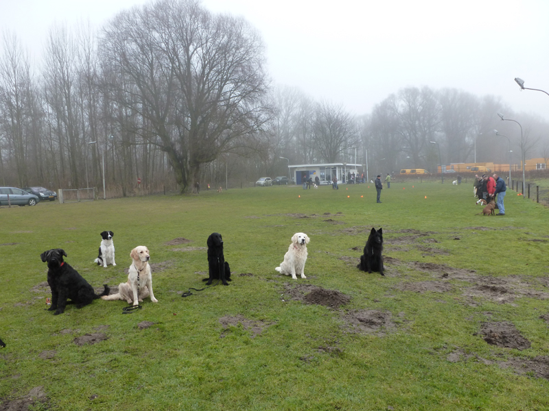 hondenvereniging.nl